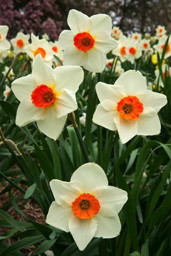 Reeves-Reed Arboretum, Union County, NJ 04 11 (6384SA).jpg